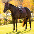 LeMieux Essence Eurojump Saddle Pad - Damson